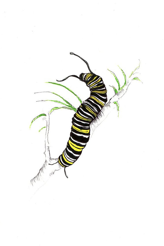570x856 Monarch Caterpillar Print Digital Print Of An Original Drawing