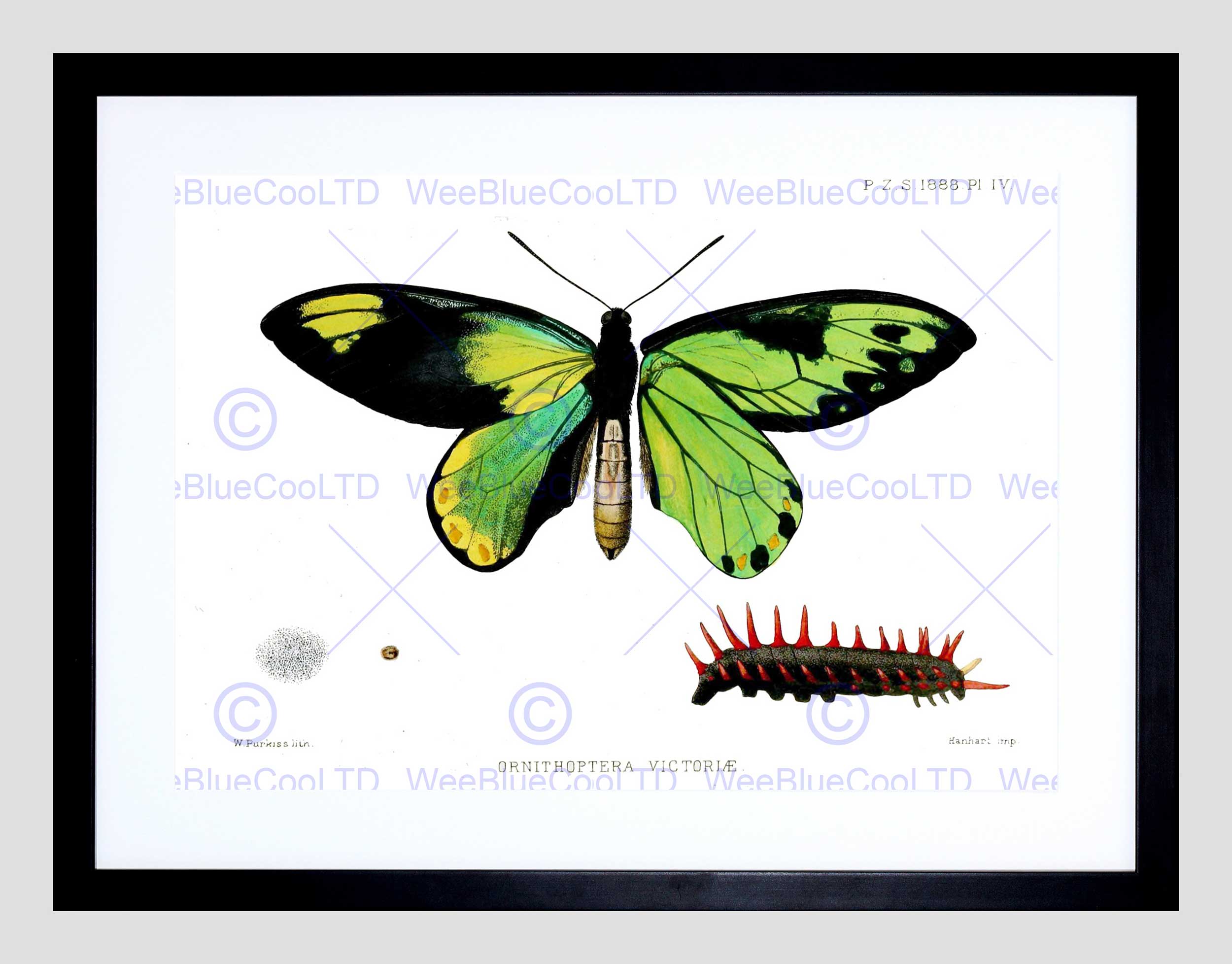 2500x1956 Scientific Drawing Butterfly Caterpillar Ornithoptera Victoriae