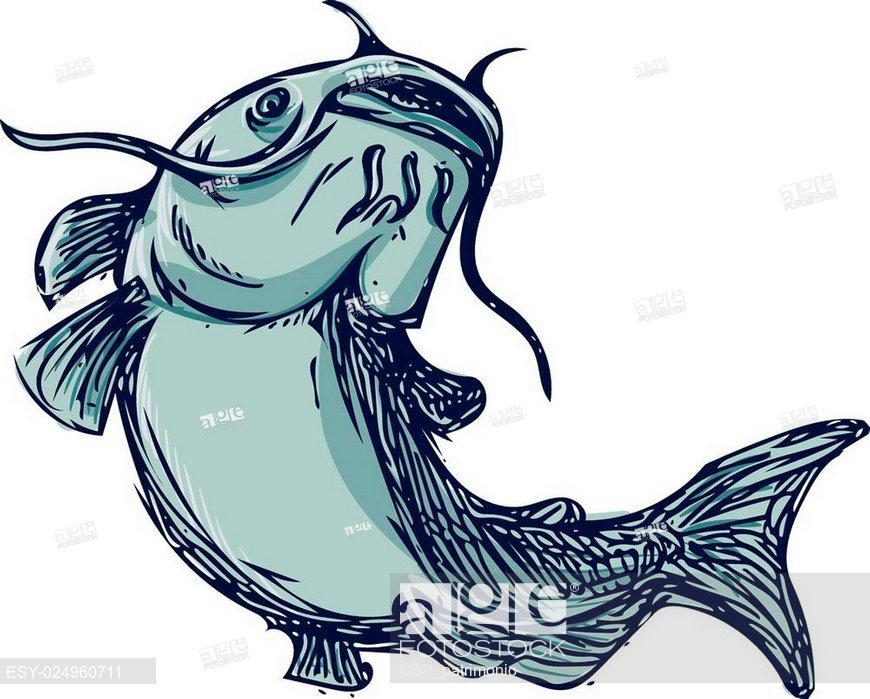 870x699 Catfish Mud Cat Jumping Up Drawing, Stock Vector, Vector And Low