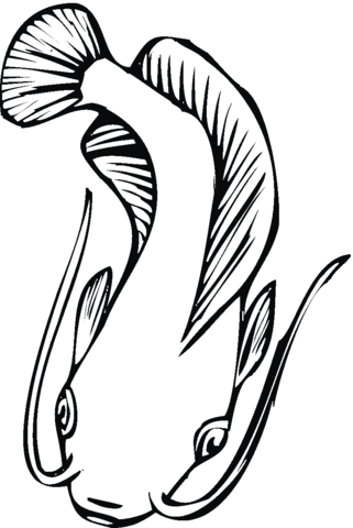 321x480 Catfish Clipart Coloring Page, Picture