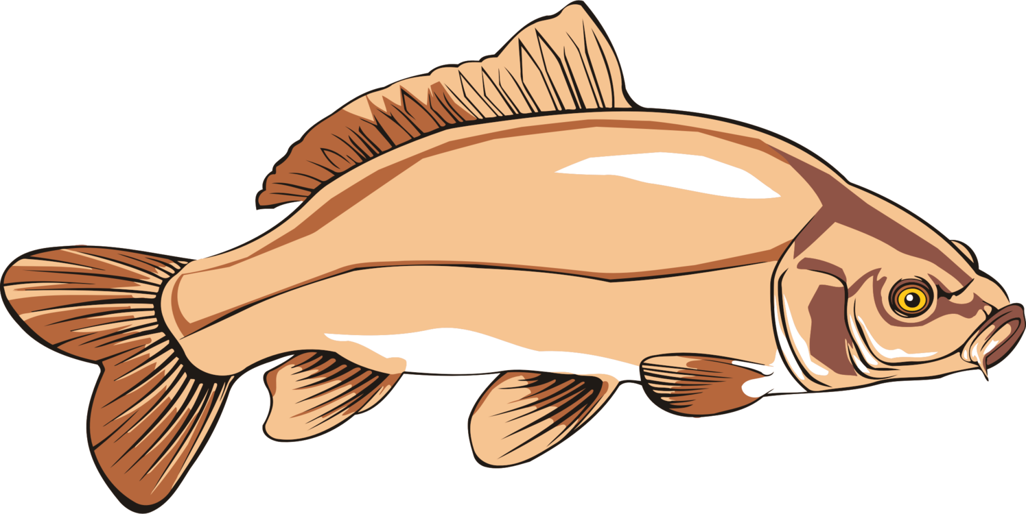 1495x750 Carp Drawing Catfish Transparent Png Clipart Free Download