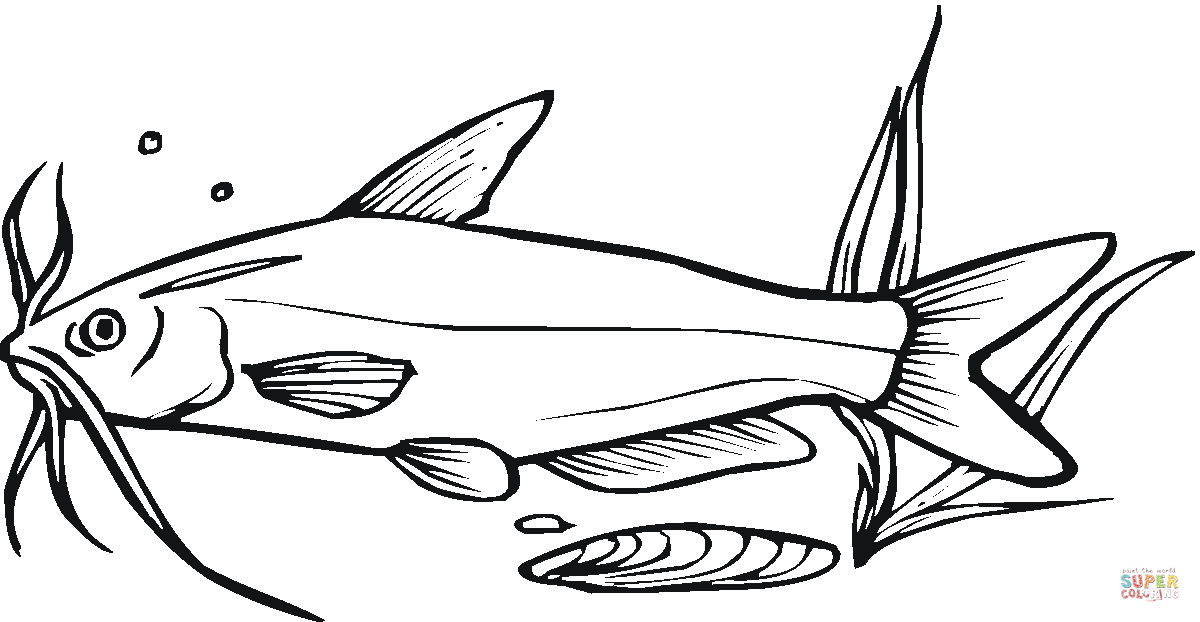 1200x622 Drawings Of Catfish Free Download Clip Art