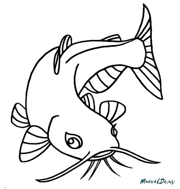 582x611 freshwater fish coloring pages catfish pictures for kids unicorn
