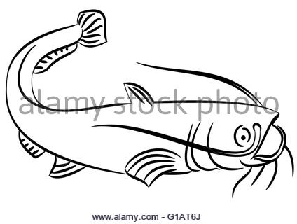 424x320 Huge Collection Of 'catfish Line Drawing' Download More Than