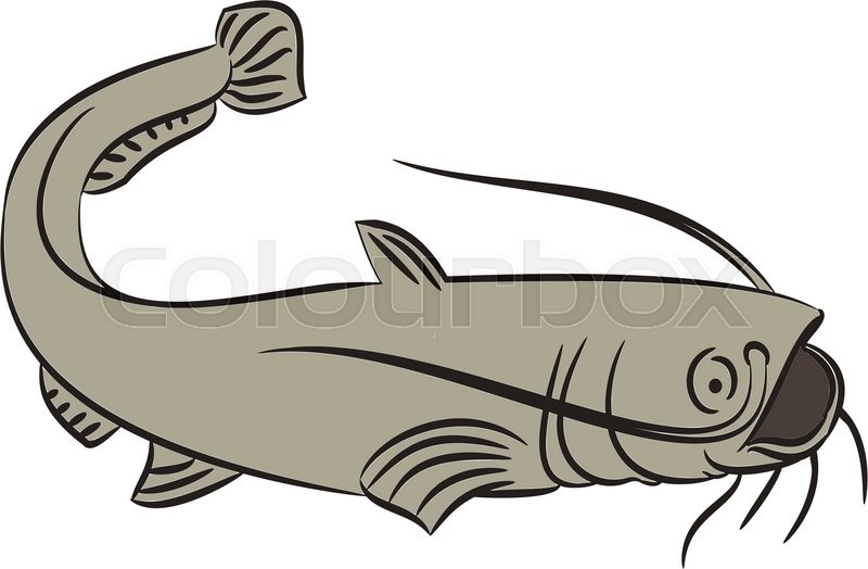 800x524 Line Drawing Of A Catfish On A White Stock Vector Colourbox