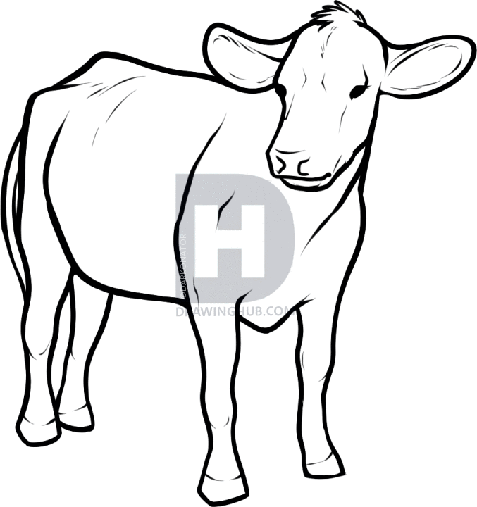 677x720 How To Draw Cattle, Step