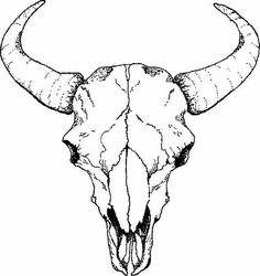 Cattle Skull Drawing