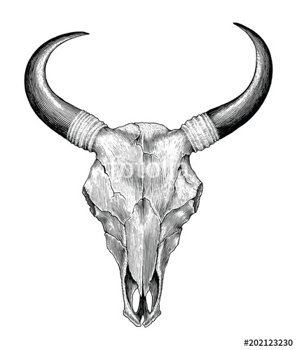 424x500 Skull Cow Hand Drawing Vintage Engraving Illustration Stock Image