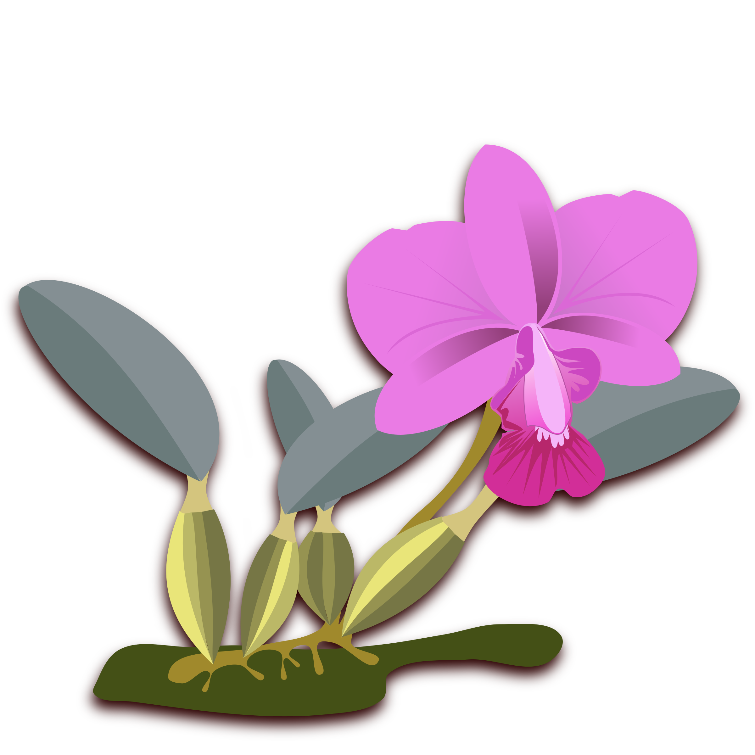 Simple Orchid Drawing Free download on ClipArtMag