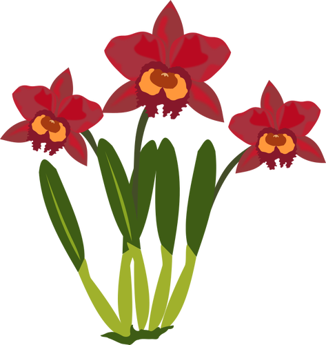 473x500 Cattleya Flower Color Illustration