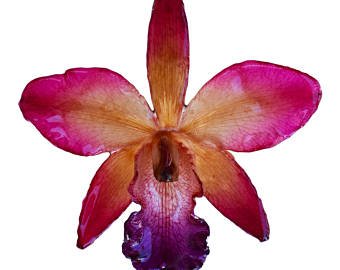 340x270 Cattleya Necklace Etsy