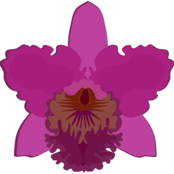 340x340 Cattleya Orchids Drawing Flowering Plant Petal Cc0