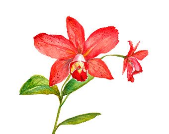 340x270 Cattleya Paintings Etsy