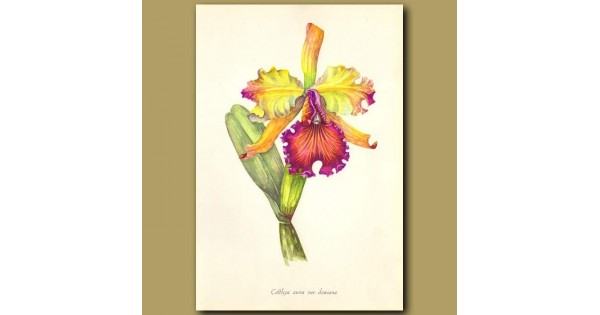 600x315 dow's cattleya orchid genuine antique print for sale