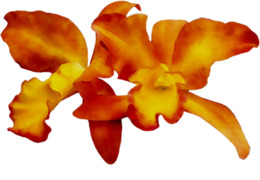 260x180 Drawing, Leaf, Silhouette, Transparent Png Image Clipart Free