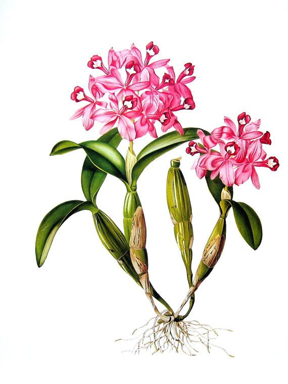 570x760 Flower Print