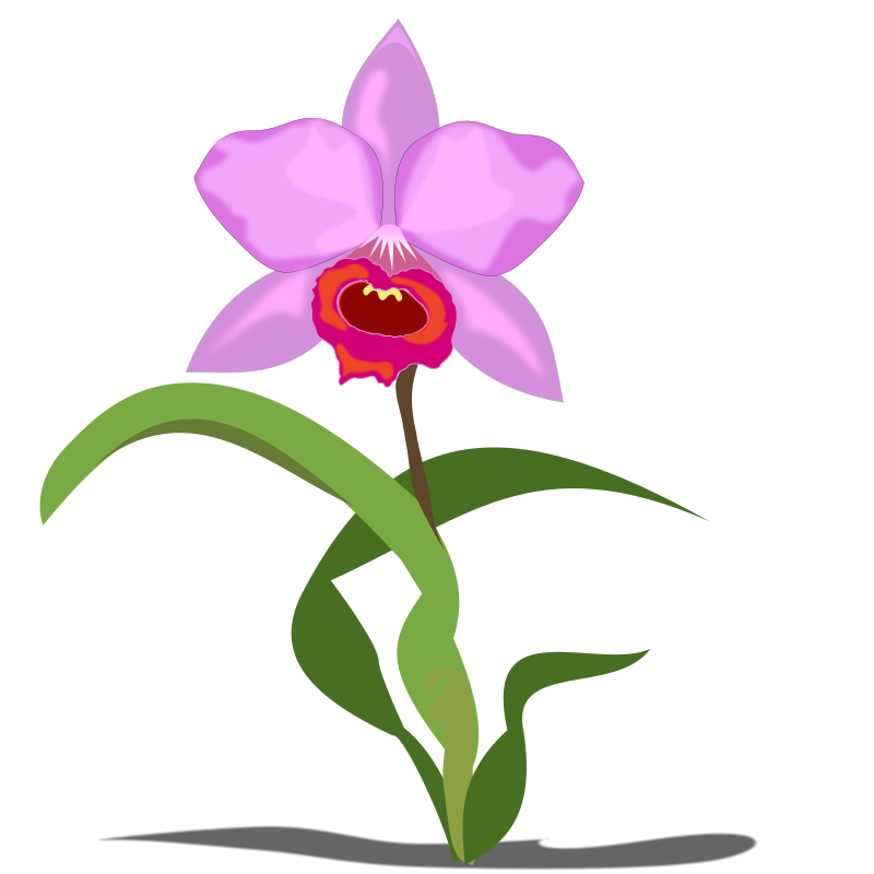 800x800 Free Clipart Cattleya Jpenrici