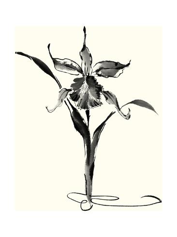 366x488 Studies In Ink