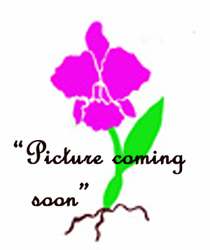 300x357 Aerides Krabiense Orchids