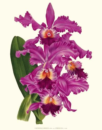 400x510 Vintage Orchid Botanical Prints Decoupage Kwiat Orchids