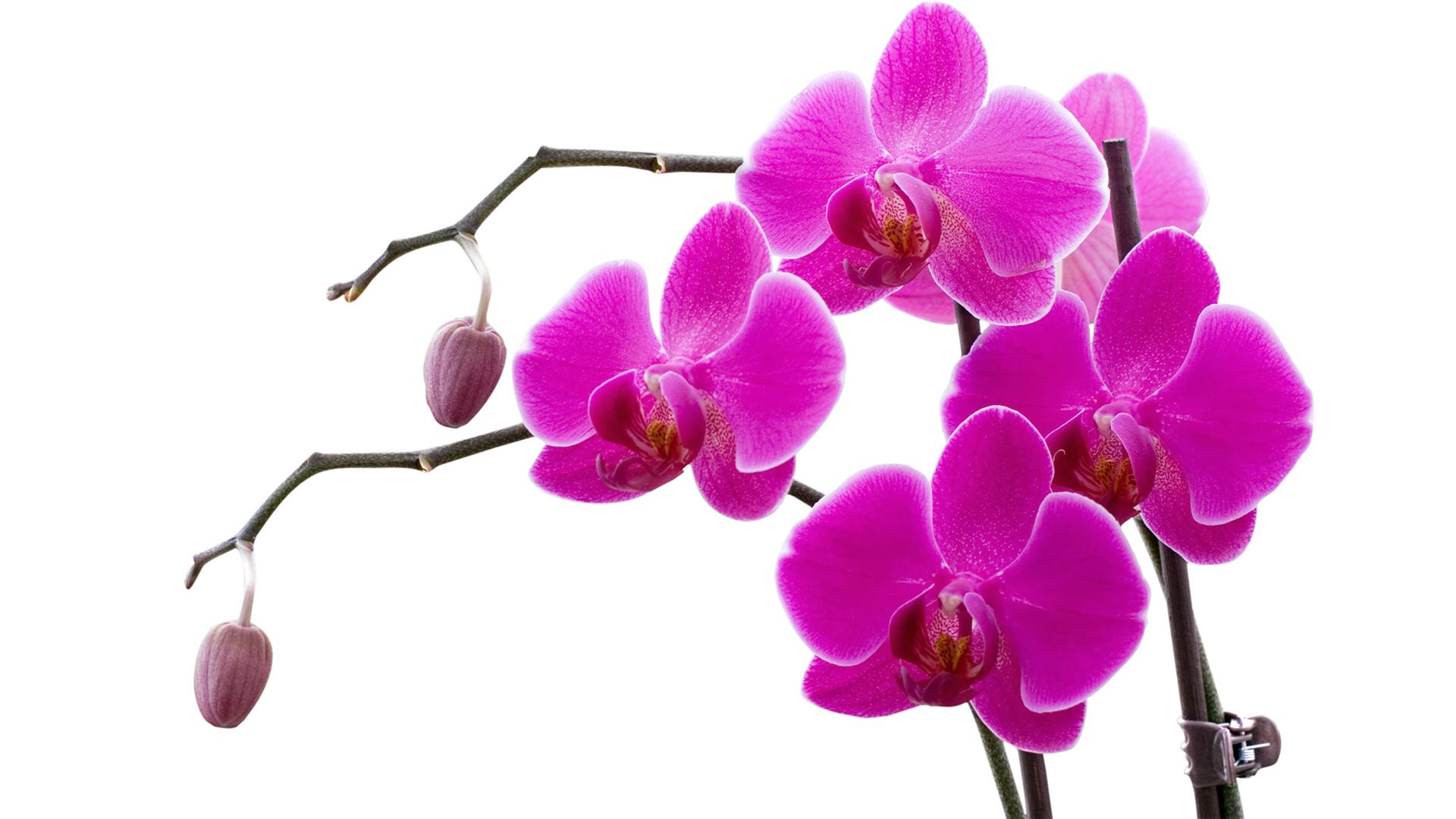 1920x1080 Habrumalas Pink Orchid Drawing Images