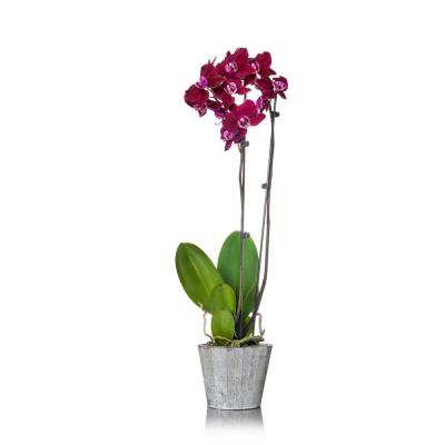 400x400 Better Gro In Red Cattleya Packaged Orchid