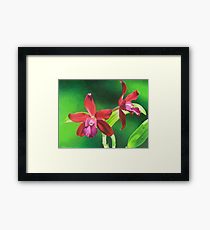 210x230 Cattleya Drawing Framed Prints Redbubble