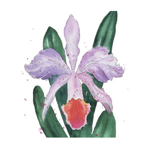 300x300 Cattleya Flower Drawing