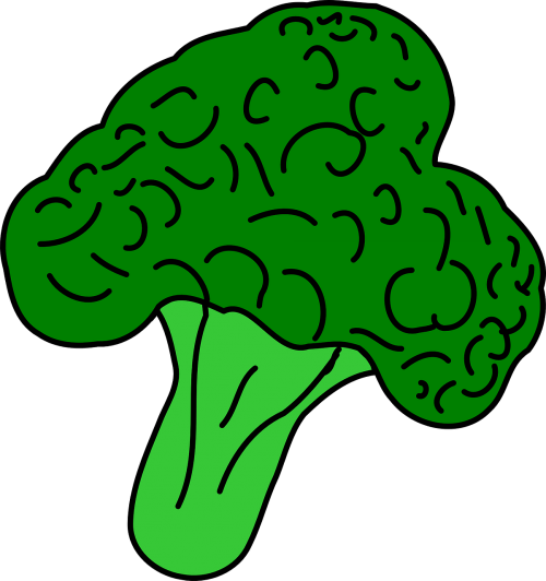 500x532 collection of free broccoli drawing cauliflower download on ui ex