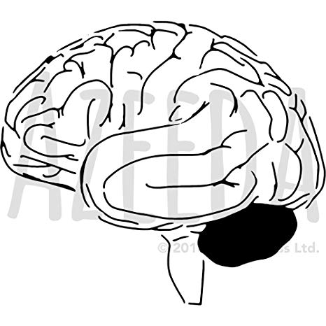 466x466 Large 'human Brain' Wall Stencil Template