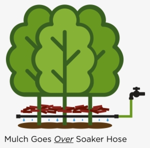 300x296 eastern red cedar tree cedrus libani pine cedar wood
