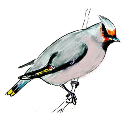 400x400 how to draw a waxwing