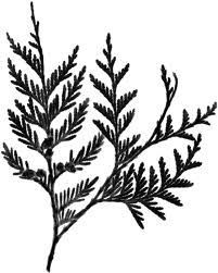 201x251 cedar trees branch tattoo, cedar trees