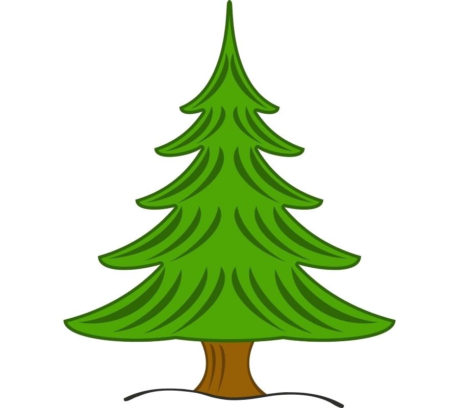 900x800 Evergreen Tree Drawing How To Draw A Pine Tree With Pencils