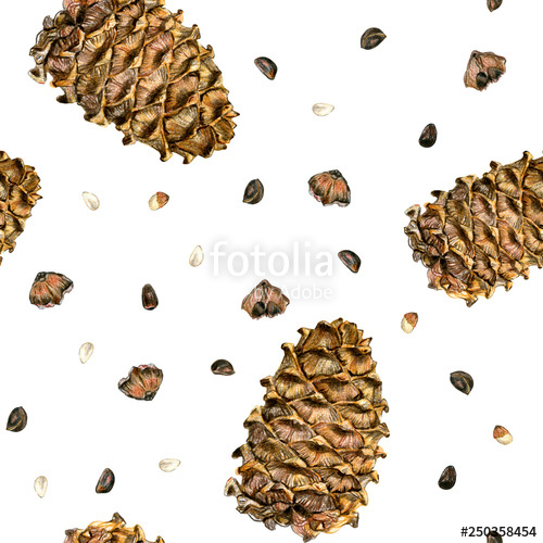 500x500 Seamless Pattern With Cedar On A White Background Peeled Nuts