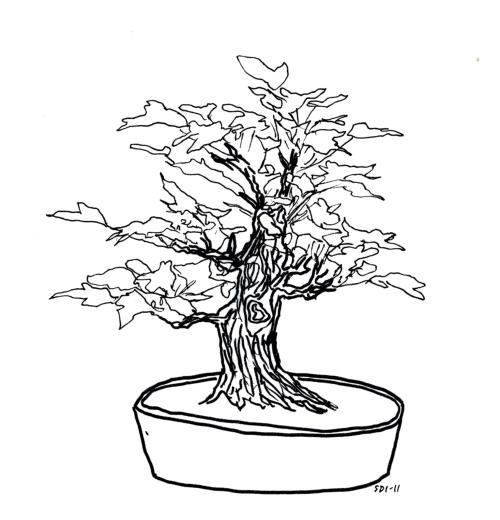 500x520 Wiring Cedar Bonsai Tree