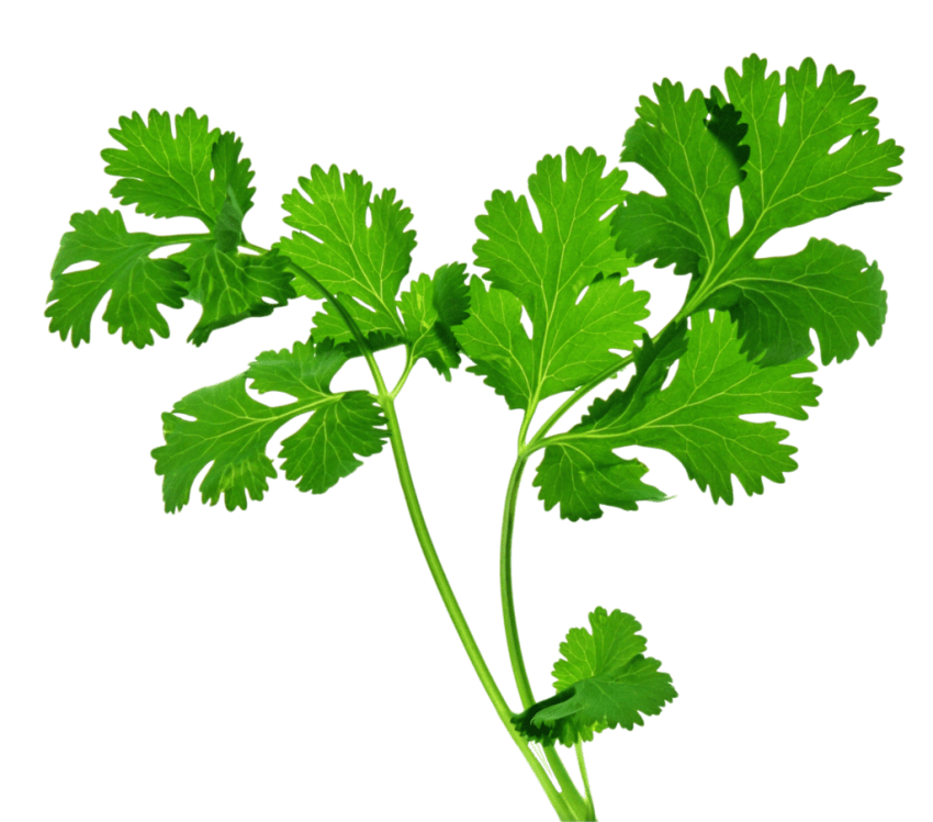 850x749 celery transparent png clipart free download