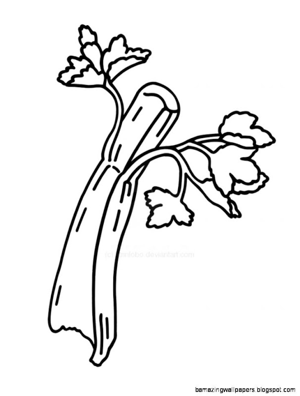 606x800 Celery Drawing Free Download