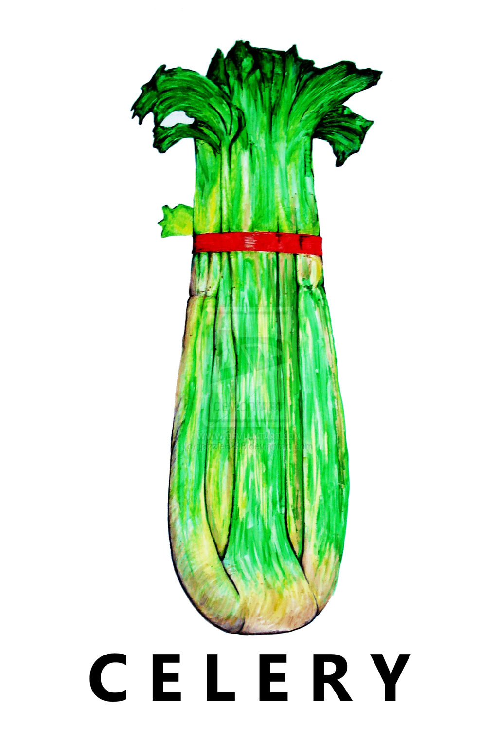 1024x1536 other images celery drawing