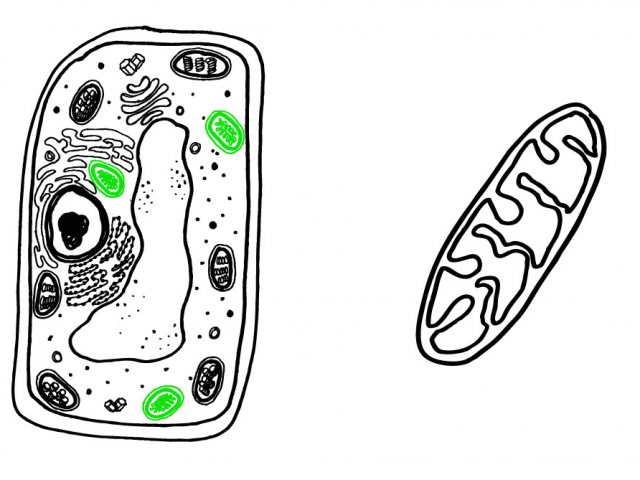 Cell Cartoon Drawing | Free download on ClipArtMag