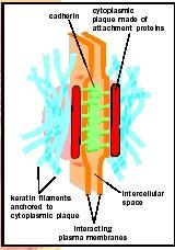 160x228 Cell Junctions