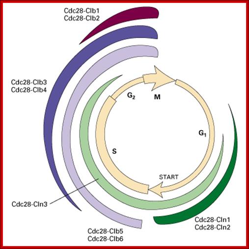 507x507 Cell Cycle Regulation