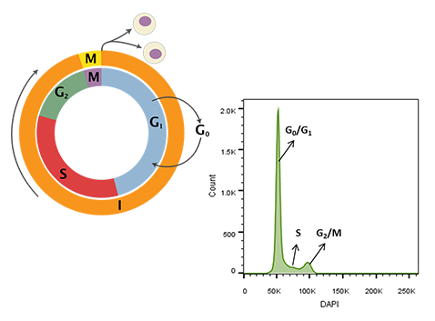 478x353 Dna Content Ploidy Analysis Faculty Of Medicine Flow Cytometry