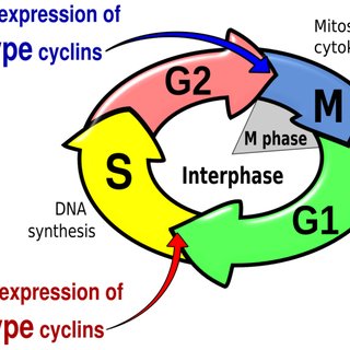 320x320 Histological Drawing Of The A Thaliana Root Tip Here We Show
