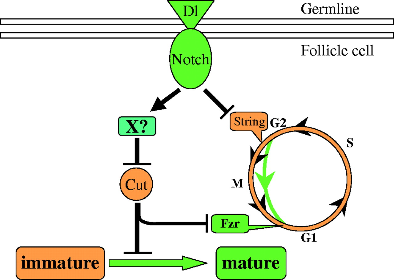 1280x911 Notch Dependent Downregulation Of The Homeodomain Gene Cut Is