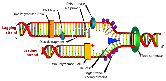 691x336 Replicationtranscriptiontranslation