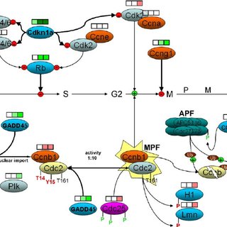 320x320 schematic drawing of the t dependent cell cycle arrest