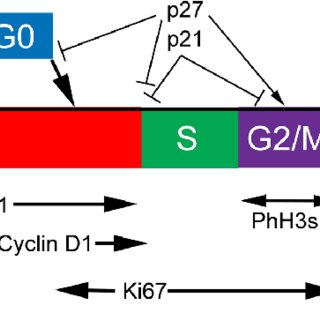 320x320 schematic drawing of the cell cycle phases with respective