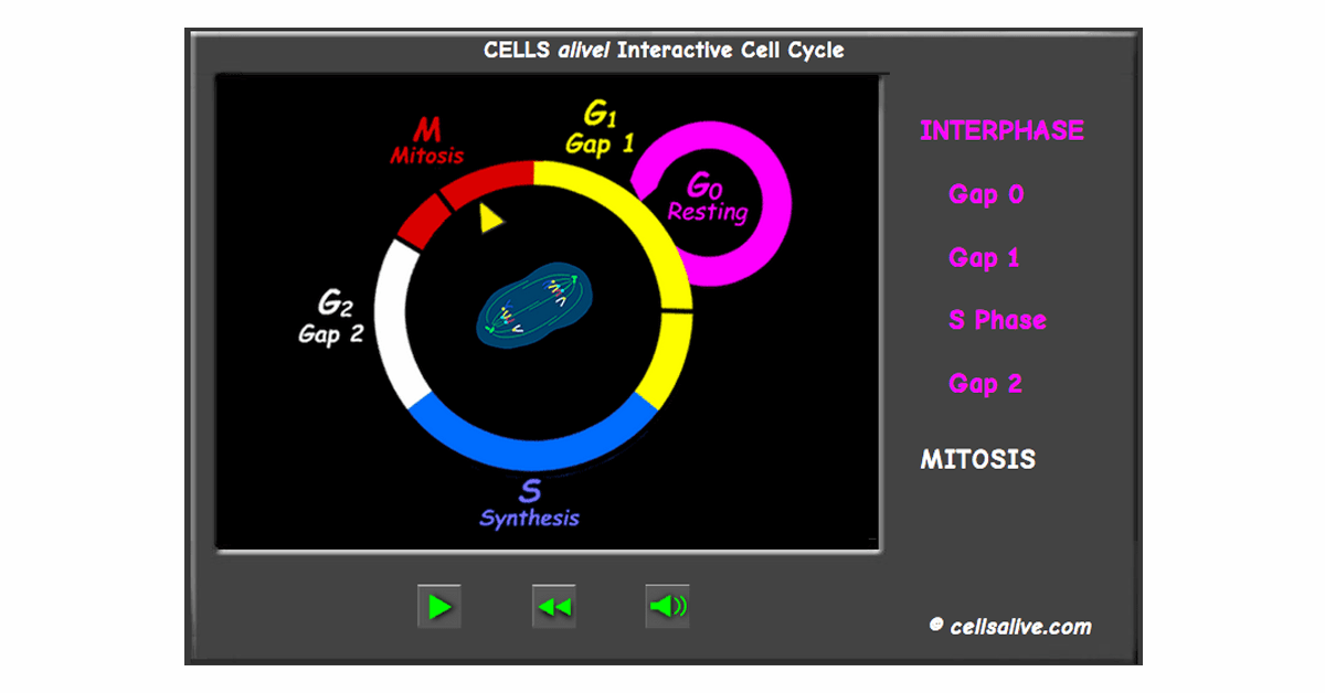 1200x628 The Cell Cycle