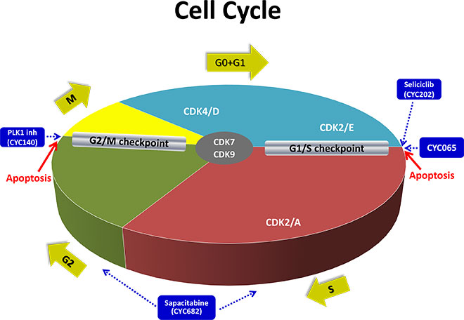 660x456 The Cell Cycle In Cancer